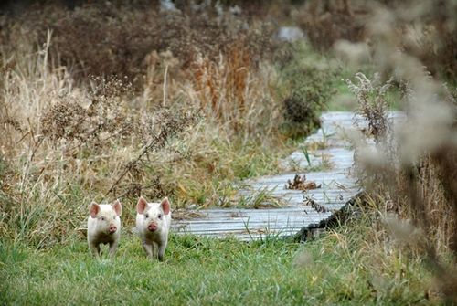 我們的環(huán)境會(huì)好嗎？——“數(shù)說(shuō)”大氣、水、土壤污染防治三大戰(zhàn)役
